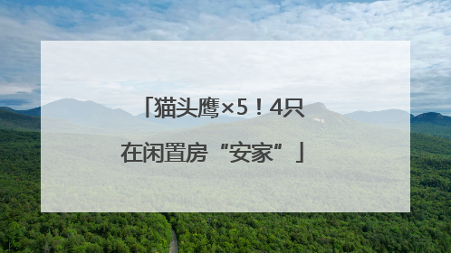 猫头鹰×5！4只在闲置房“安家”