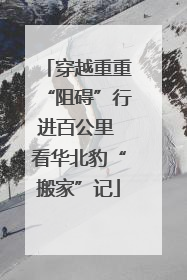 穿越重重“阻碍”行进百公里 看华北豹“搬家”记