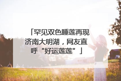 罕见双色睡莲再现济南大明湖，网友直呼“好运莲莲”
