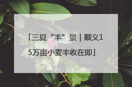 三夏“丰”景｜顺义15万亩小麦丰收在即