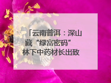 云南普洱：深山藏“绿富密码” 林下中药材长出致富新图景