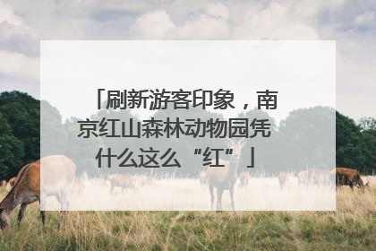 刷新游客印象，南京红山森林动物园凭什么这么“红”