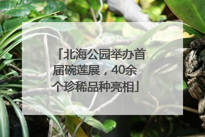 北海公园举办首届碗莲展，40余个珍稀品种亮相