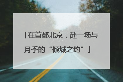 在首都北京，赴一场与月季的“倾城之约”