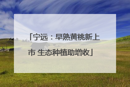 宁远：早熟黄桃新上市 生态种植助增收