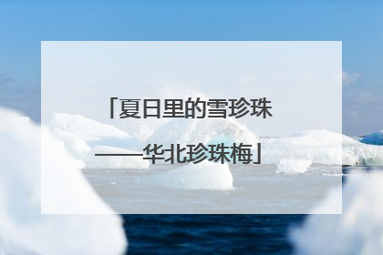 夏日里的雪珍珠——华北珍珠梅