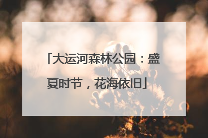 大运河森林公园：盛夏时节，花海依旧