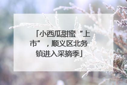 小西瓜甜蜜“上市”，顺义区北务镇进入采摘季