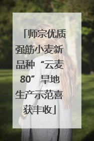 师宗优质强筋小麦新品种“云麦80”旱地生产示范喜获丰收