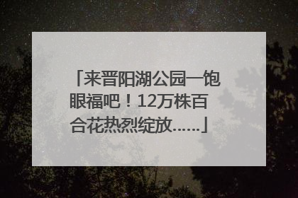 来晋阳湖公园一饱眼福吧！12万株百合花热烈绽放……