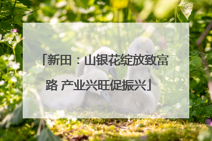 新田：山银花绽放致富路 产业兴旺促振兴