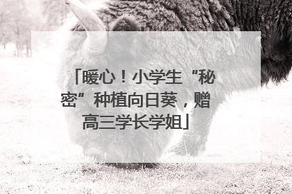 暖心！小学生“秘密”种植向日葵，赠高三学长学姐