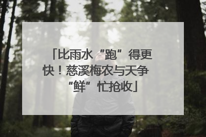 比雨水“跑”得更快！慈溪梅农与天争“鲜”忙抢收