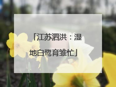 江苏泗洪：湿地白鹭育雏忙