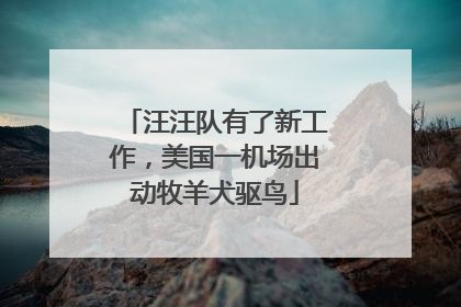 汪汪队有了新工作，美国一机场出动牧羊犬驱鸟