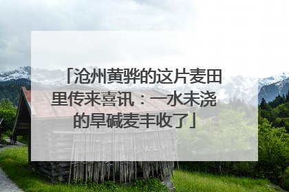 沧州黄骅的这片麦田里传来喜讯：一水未浇的旱碱麦丰收了