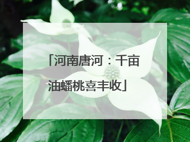 河南唐河：千亩油蟠桃喜丰收