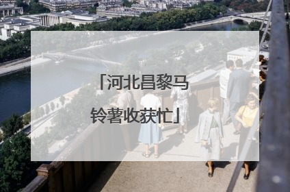 河北昌黎马铃薯收获忙