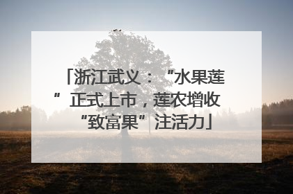浙江武义：“水果莲”正式上市，莲农增收“致富果”注活力