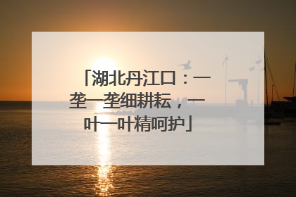 湖北丹江口：一垄一垄细耕耘，一叶一叶精呵护