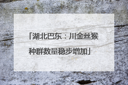 湖北巴东：川金丝猴种群数量稳步增加