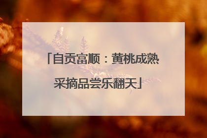 自贡富顺：黄桃成熟 采摘品尝乐翻天