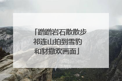 蹭蹭岩石散散步 祁连山拍到雪豹和豺撒欢画面