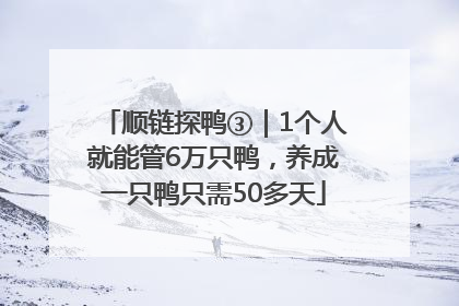 顺链探鸭③｜1个人就能管6万只鸭，养成一只鸭只需50多天
