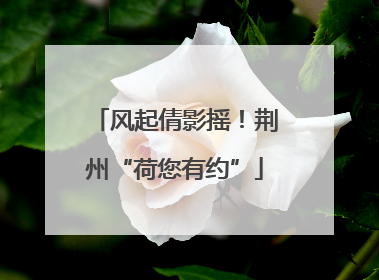 风起倩影摇！荆州“荷您有约”