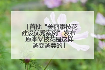 首批“美丽攀枝花建设优秀案例”发布 原来攀枝花是这样越变越美的