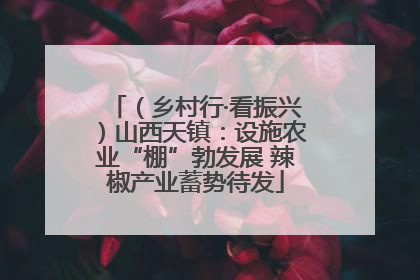 （乡村行·看振兴）山西天镇：设施农业“棚”勃发展 辣椒产业蓄势待发