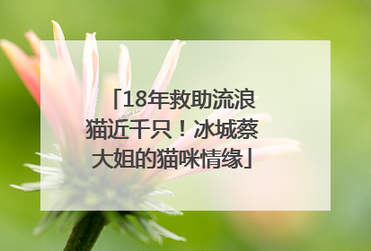 18年救助流浪猫近千只！冰城蔡大姐的猫咪情缘